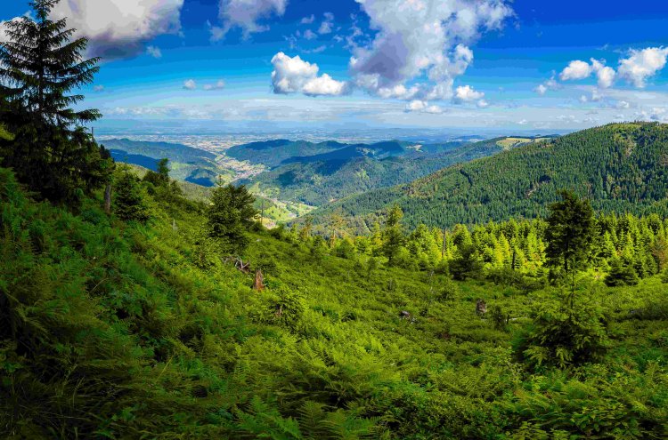 Solo mayores de 55 años: cuento de hadas en Alsacia, Selva Negra y el Rin