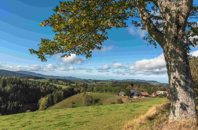 Solo mayores de 55 años: cuento de hadas en Alsacia, Selva Negra y el Rin