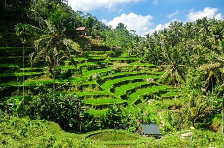 De Hong Kong a Bali: Aventura asiática completa ¡vuelos incluidos!