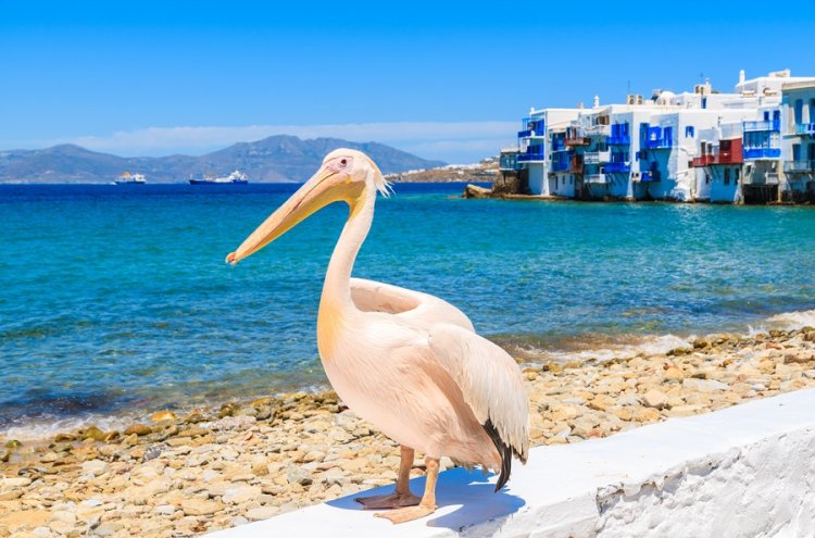 Crucero por las Islas Griegas ¡Empieza la aventura! - Mikonos