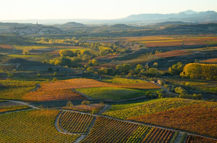 ¡Desconexión entre viñedos! La Rioja desde tu villa privada - La Rioja