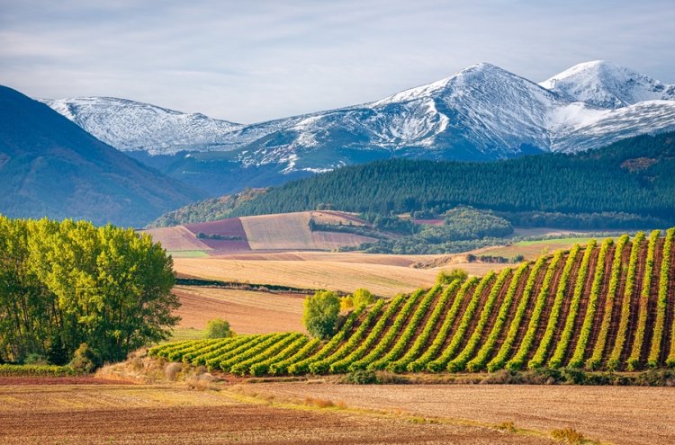 ¡Desconexión entre viñedos! La Rioja desde tu villa privada - La Rioja