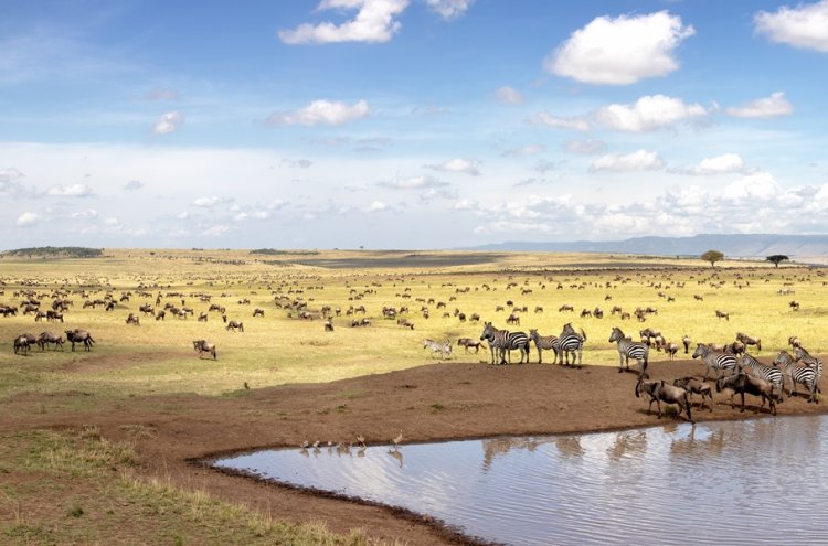 Kenia al completo: safari salvaje y playas paradisíacas con vuelos incluidos