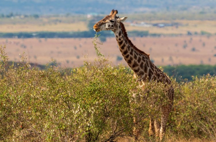 Kenia al completo: safari salvaje y playas paradisíacas con vuelos incluidos