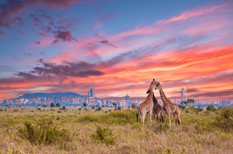 Kenia al completo: safari salvaje y playas paradisíacas con vuelos incluidos