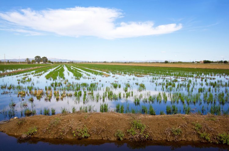 Arrozales, flamencos y Mediterráneo: escapada al Delta del Ebro - Delta del ebro