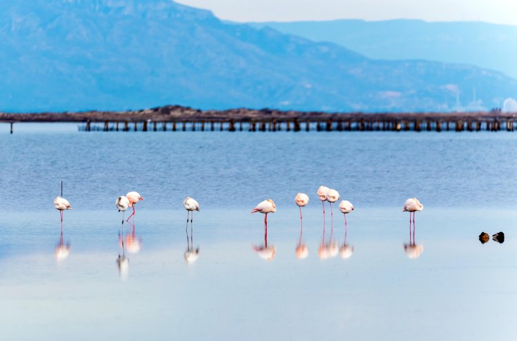 Arrozales, flamencos y Mediterráneo: escapada al Delta del Ebro - Delta del ebro