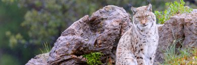 Escápate al Parque de Cabárceno con Desayunos