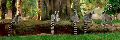 ¡Última Hora! Halloween + Zoo Bioparc en la Costa del Sol