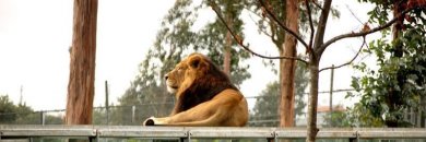 Viaja cerca de Oporto con visita al Zoo Santo Inàcio
