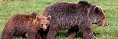 Parque de Cabárceno en hotel muy cerca de Santander con desayunos