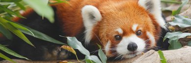 Tenerife con entrada al Loro Parque