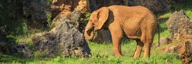 Escápate al Parque de Cabárceno con desayunos ¡y más!