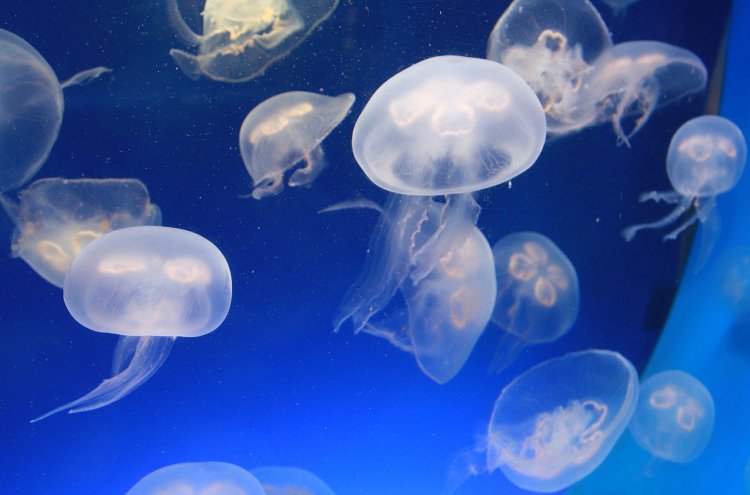 Hotel 4* en Valencia con Museo de las Ciencias u Oceanogràfic - Destino