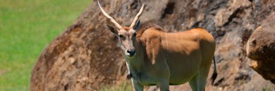 ¡Descubre Cabárceno en hotel 3* pet friendly y con descuentos para niños!