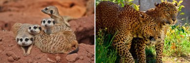 Descubre Murcia con o sin entrada a Terra Natura