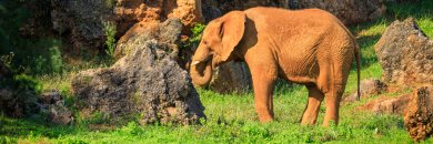 Tigres, osos, leones... Cabárceno y su fauna te esperan en Cantabría, ¡vívelos!