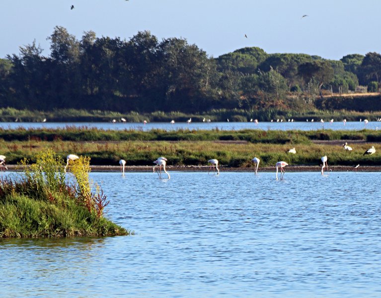 Desconecta en la naturaleza del Parque Nacional de Doñana