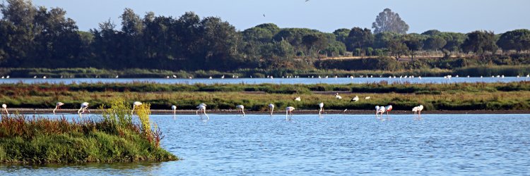 Desconecta en la naturaleza del Parque Nacional de Doñana