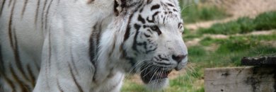 ¡Escapada por Navarra! Opción a entradas para el Parque de la Naturaleza Sendaviva para una experiencia de 10