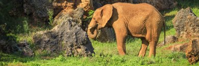 ¡Disfruta Cantabria y vive la experiencia Cabárceno!