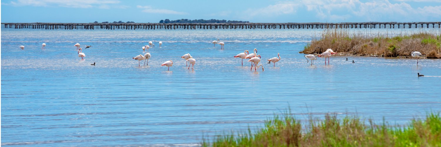 Vive el Delta del Ebro entre arrozales y flamencos 