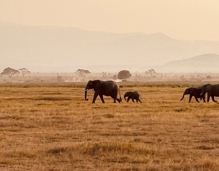 ¡Experiencia: Kenia! De las playas del Índico al Safari más salvaje