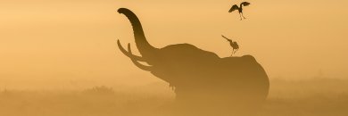 ¡Experiencia: Kenia! De las playas del Índico al Safari más salvaje