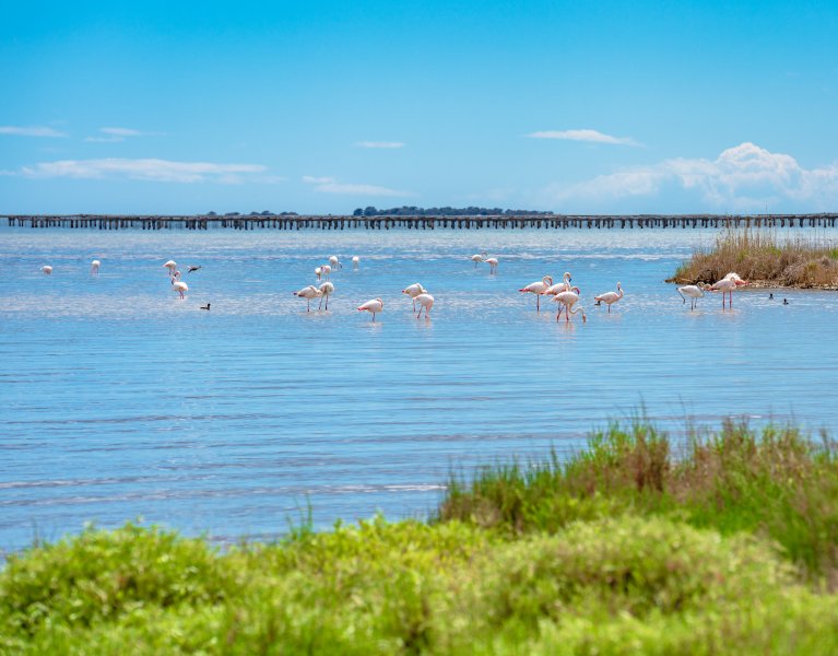 Verano entre arrozales y flamencos en el Delta del Ebro