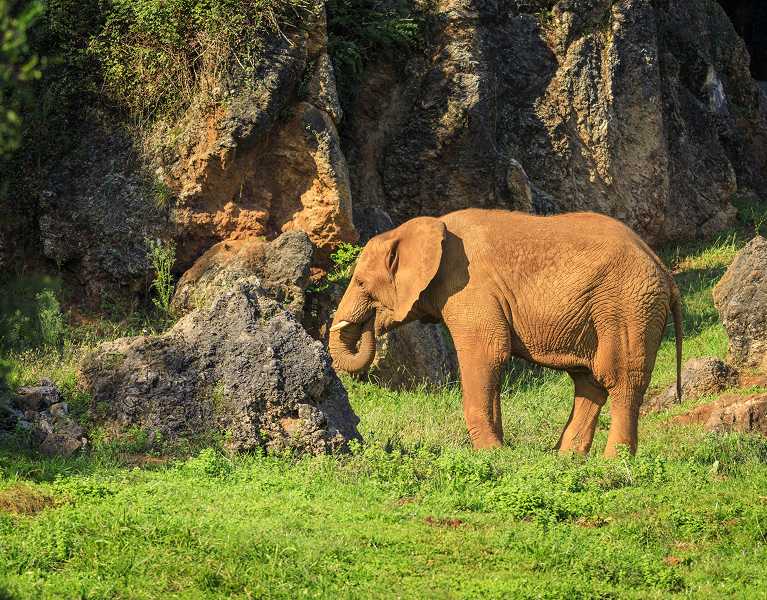 Un safari sin salir de Cantabria: descubre el Parque de Cabárceno