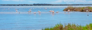Escápate al Delta del Ebro y prueba su mejor arroz