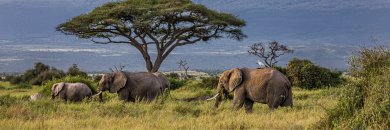 Kenia al completo: safari salvaje y playas paradisíacas con vuelos incluidos