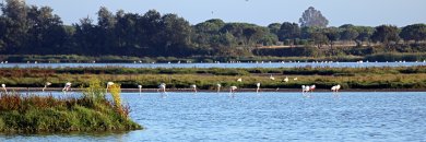 Duerme en plena naturaleza y descubre el Parque Nacional de Doñana