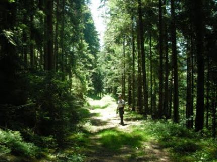 Semana en La Selva Negra (Alemania)