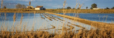 Entre arrozales y paisajes de postal: tu próxima escapada al Delta del Ebro
