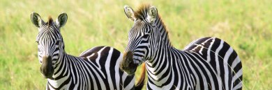 Visita Noja en Cantabria con Parque de Cabárceno