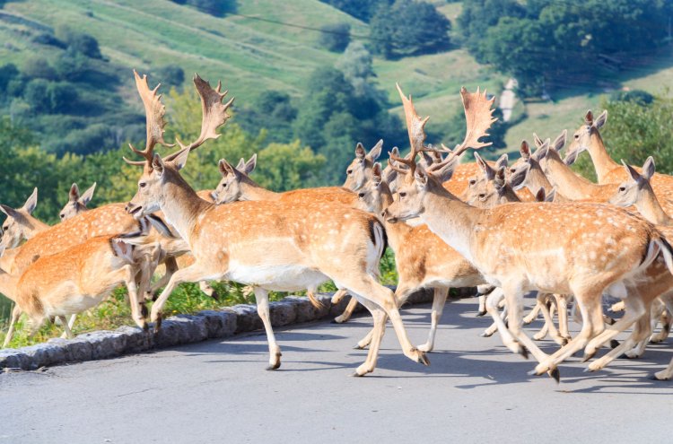Cantabria con entrada al Parque de Cabárceno - Destino