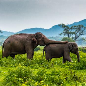 Sri Lanka al completo