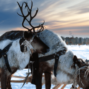 Puente de diciembre en Ruka, Laponia (Laponia)