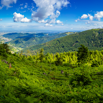 Suiza y la Selva Negra (Different Roads 2026)