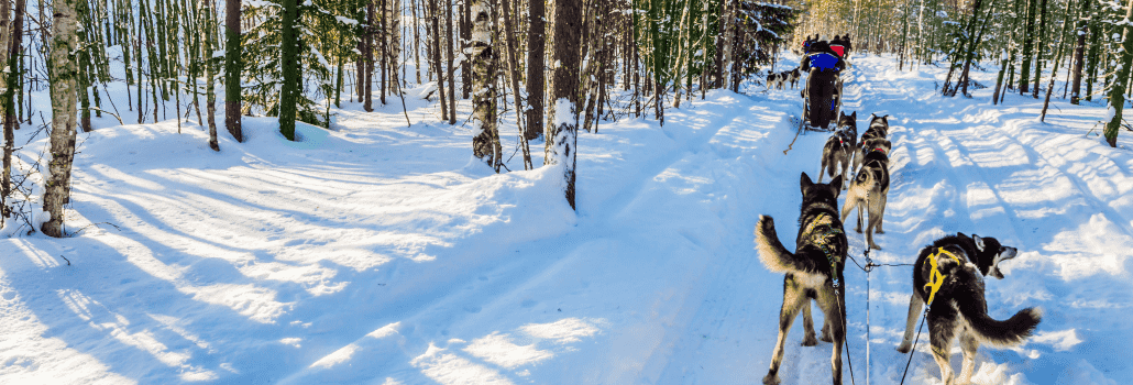 Iso Syöte: safari en trineo de perros huskies y motos de nieve