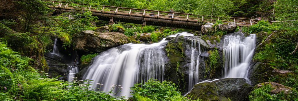 Heidelberg - Friburgo - Selva Negra