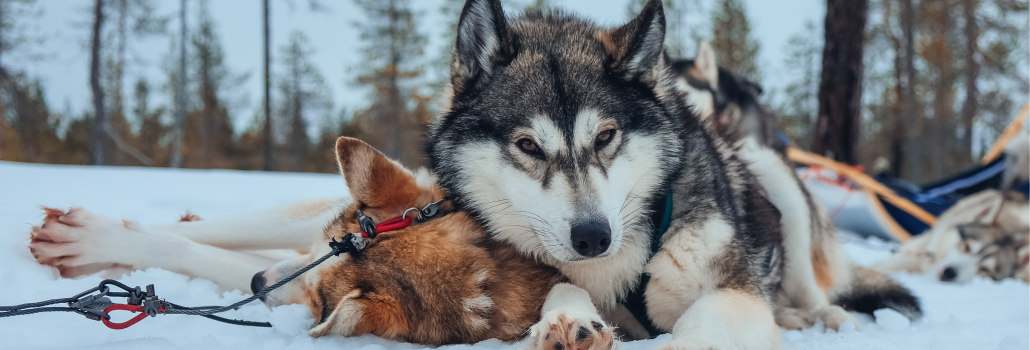 Safari de perros árticos y encuentro con Santa Claus